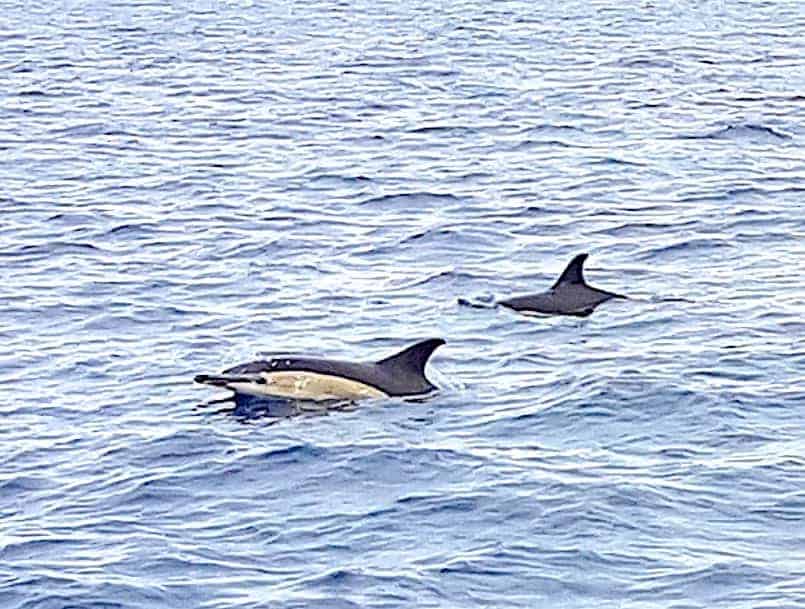 delfines- dolphins